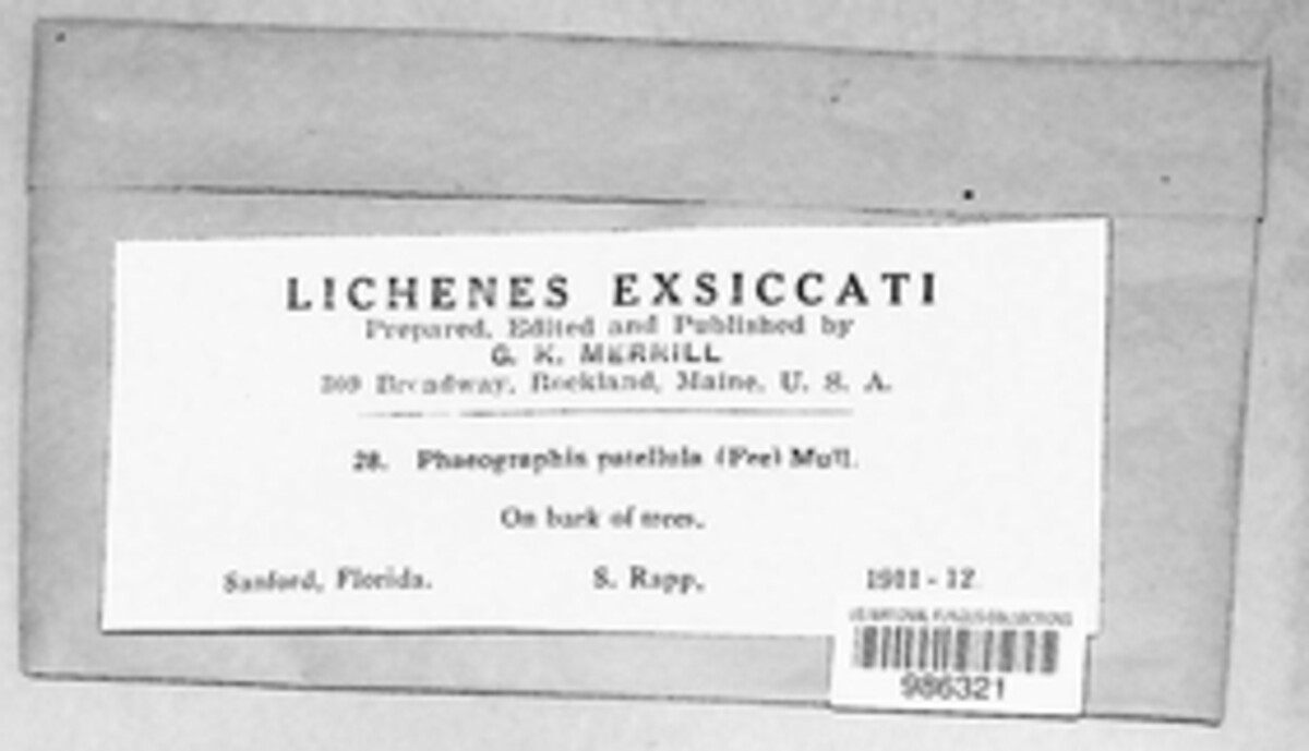 Leiorreuma patellulum image
